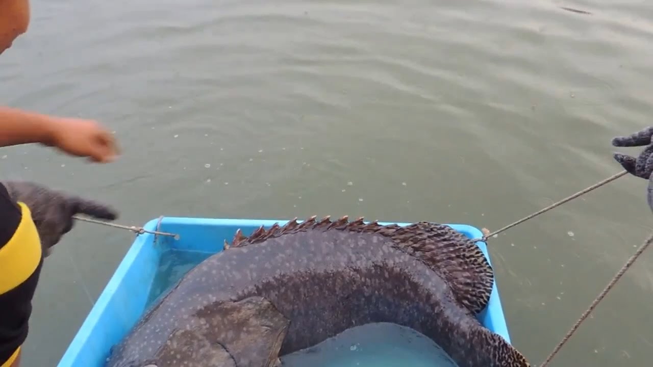 Giant Grouper - Fishing in Selangor, Malaysia