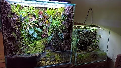 Hồ bán cạn rừng nhiệt đới - Rainforest paludarium/vivarium/terarium