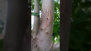 Damage on a Tree, I Don't Know from What #nature #tree #gardening