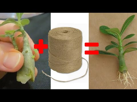 Как УКОРЕНИТЬ черенки