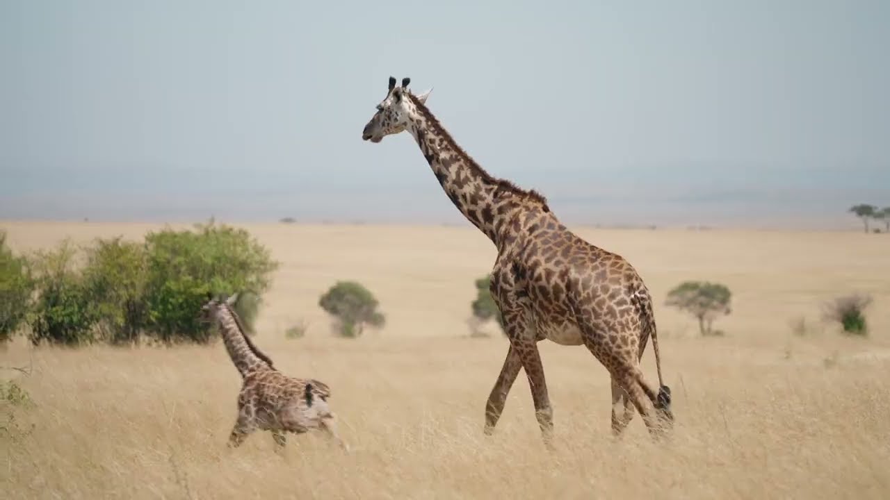 The Safari Collection Sala's Camp | Member