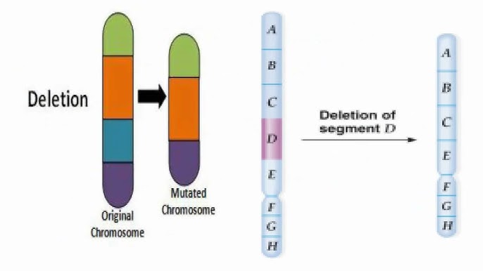 Deletion or Deficiencies Chromosome Meaning