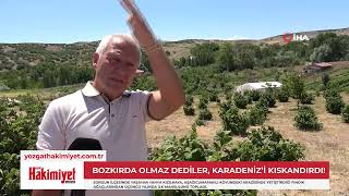 Yozgatta İmkansızı Başardı: Bozkırda Fındık Hasadı