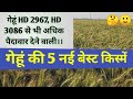 गेहूं HD 2967,HD 3086 से भी अधिक पैदावार देने वाली गेहूं की 5 बेस्ट नई किस्में।new wheat varity