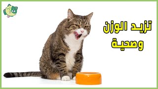 10 أطعمة منزلية يمكن لقطك مشاركتها معك