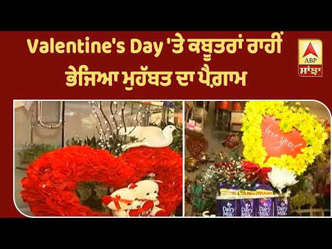 Valentine`s Day `ਤੇ ਕਬੂਤਰਾਂ ਰਾਹੀਂ ਭੇਜਿਆ ਮੁਹੱਬਤ ਦਾ ਪੈਗ਼ਾਮ | ABP Sanjha