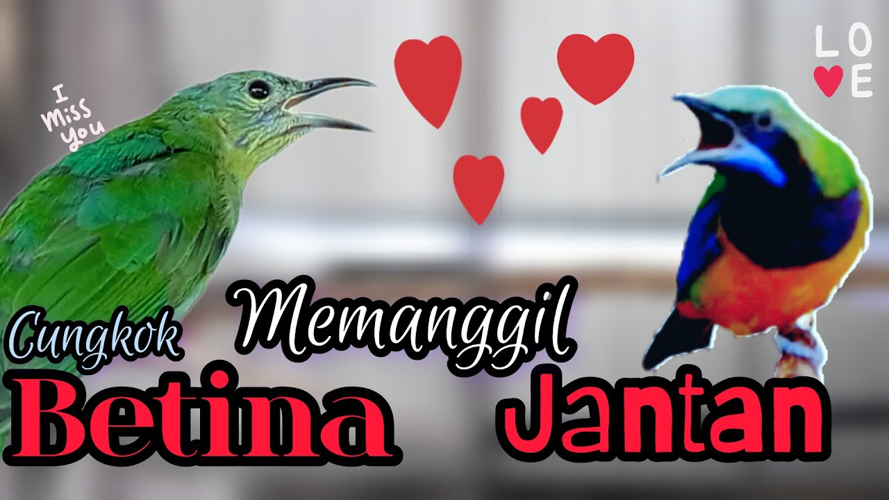 🔴cucak CUNGKOK betina memanggil jantan full video suara jernih‼️