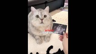 This Cat Knows Exactly What the Baby Needs 😳