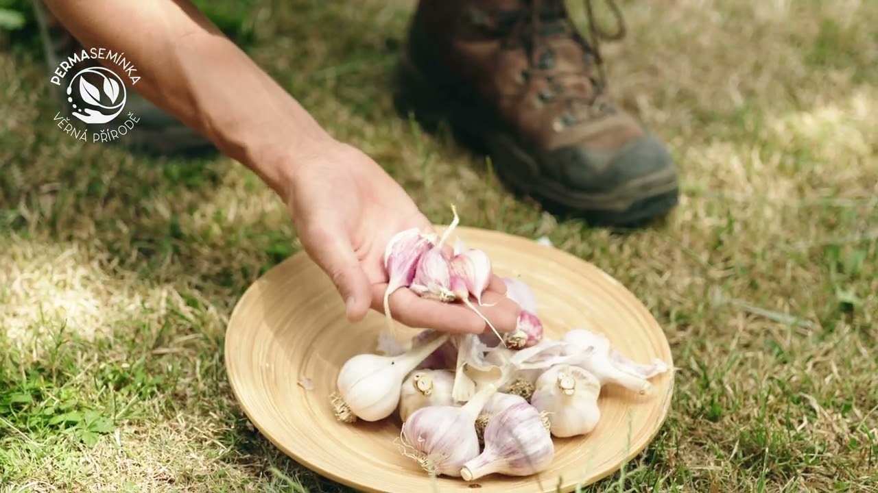 Česnek Hanácký paličák