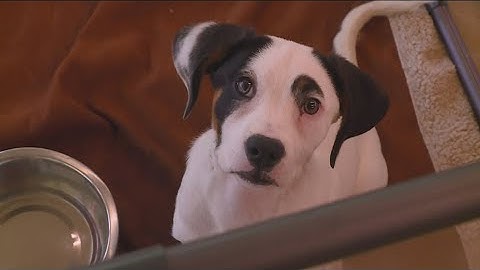 Microchip company Save This Life closes unexpectedly