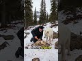 This Mother Wolf Did the Unthinkable #rescueanimals#humanity#animals