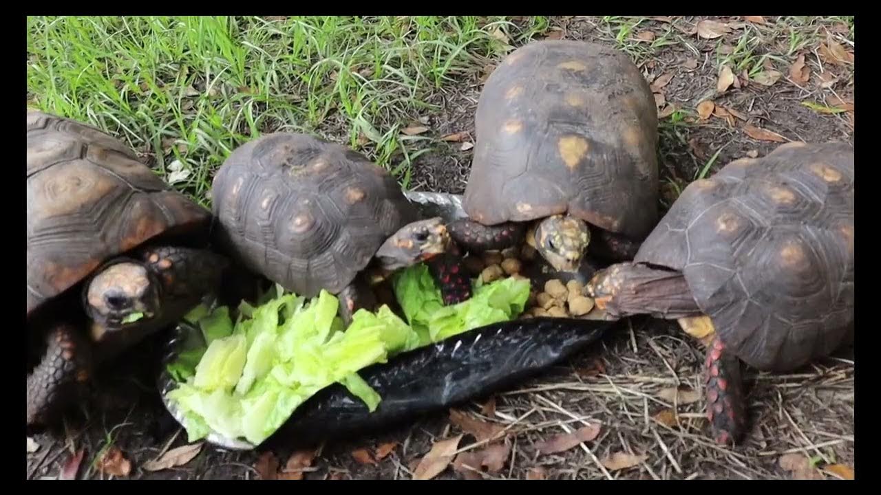 Sulcatas & Redfoot Tortoises Eating!! YouTube