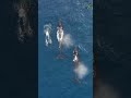 Do Underwater Explosions Harm Marine Life? 😳🌊💥
