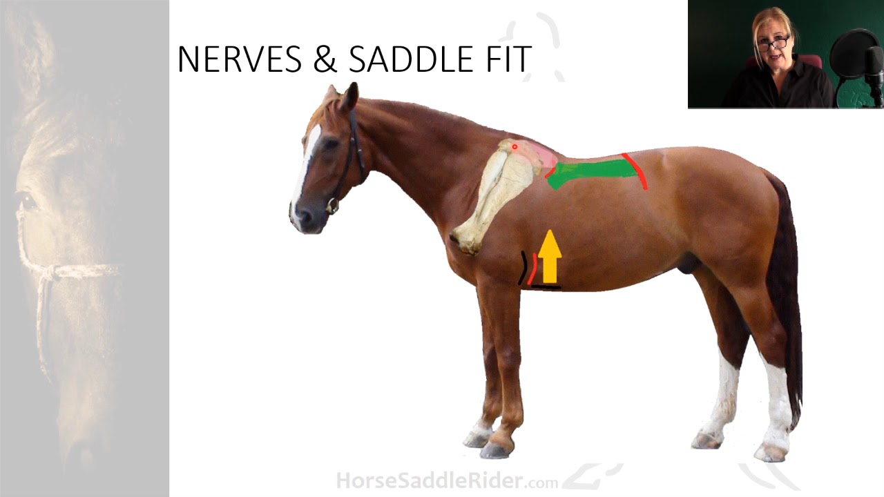 2.1.8 Nerve Tissue Components of Movement. Horse Saddle Rider