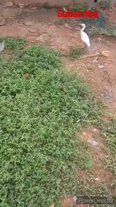 kokkare#bellakki#birds#shorts