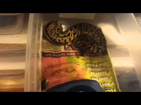 2015 Ball python breeding and new addition @ Queen City Constrictors