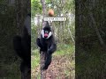 Gibbon comes to collect food