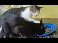 Life with a GANGSTER CAT is never boring! 😹 Funny Cats Videos 2025