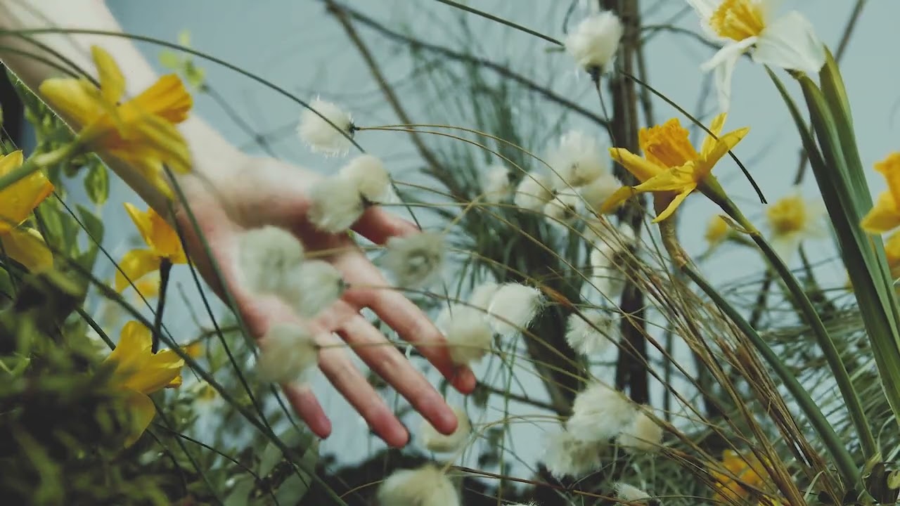 Watch WABI SABI - daffodil on YouTube Watch WABI SABI - daffodil on YouTube