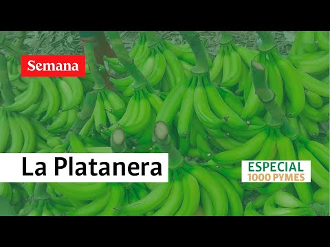 De La Platenera para el mundo, la historia de exportación del plátano