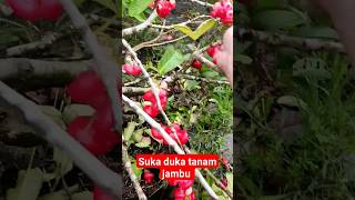 jambu kancing gagal  manis#jambu air #fruit #buah #citra #jambukancing #tabulampot