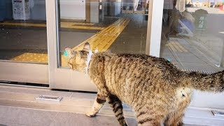 島の猫の散歩についていってみたら