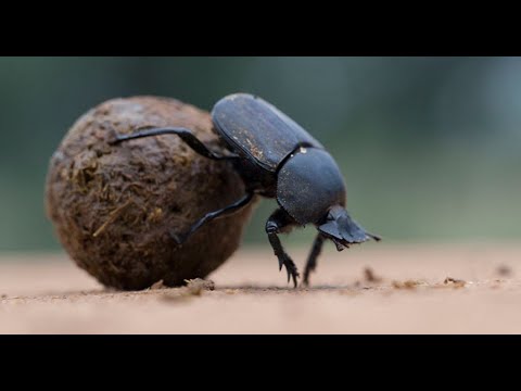 Video: Kumbang Apa Itu?
