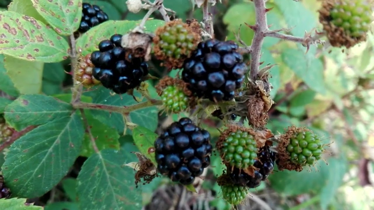 Rubus ulmifolius (Elmleaf blackberry)