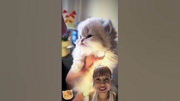 Thumbnail of #music #song #pop #lyrics #cover #kitten #cat #funny #monpai #pets #shorts