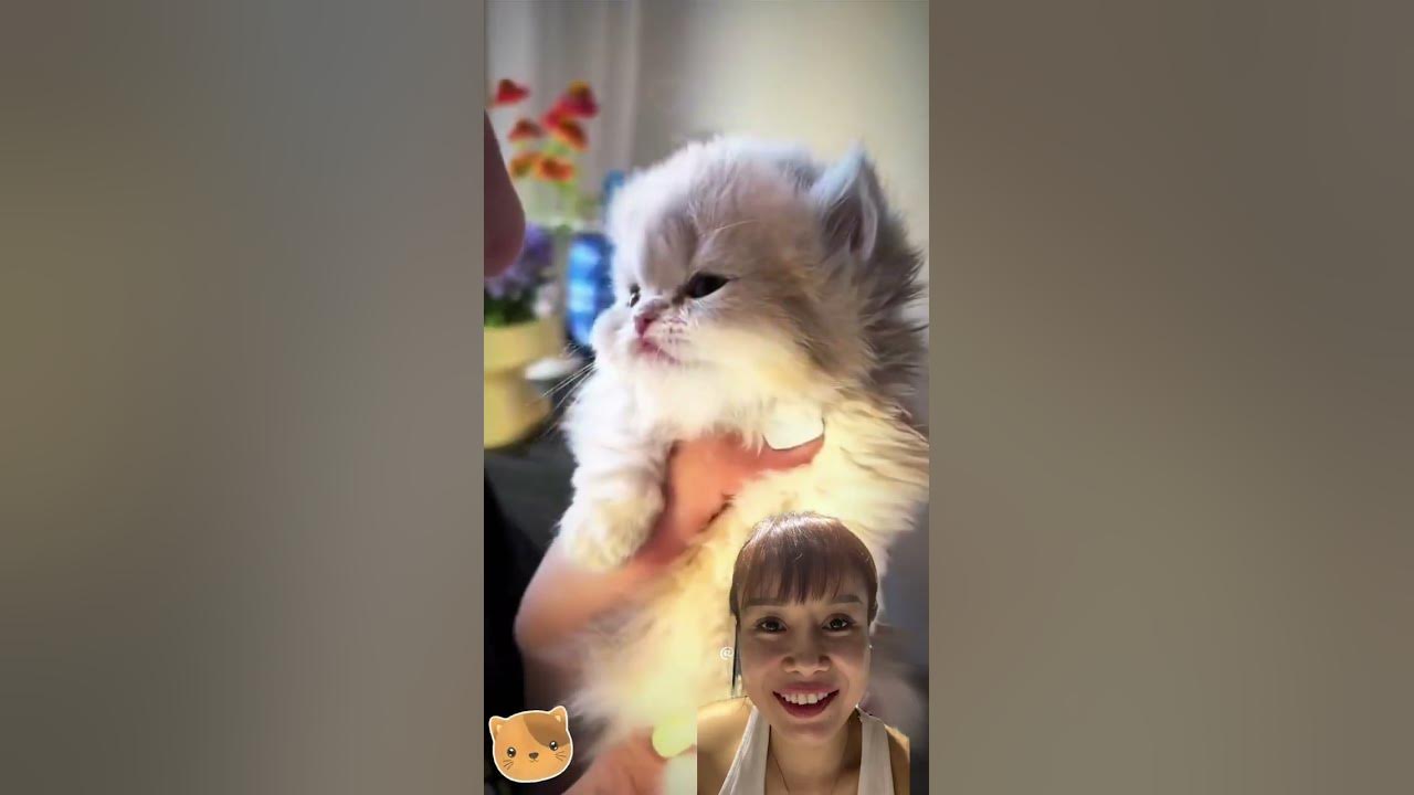 #music #song #pop #lyrics #cover #kitten #cat #funny #monpai #pets #shorts