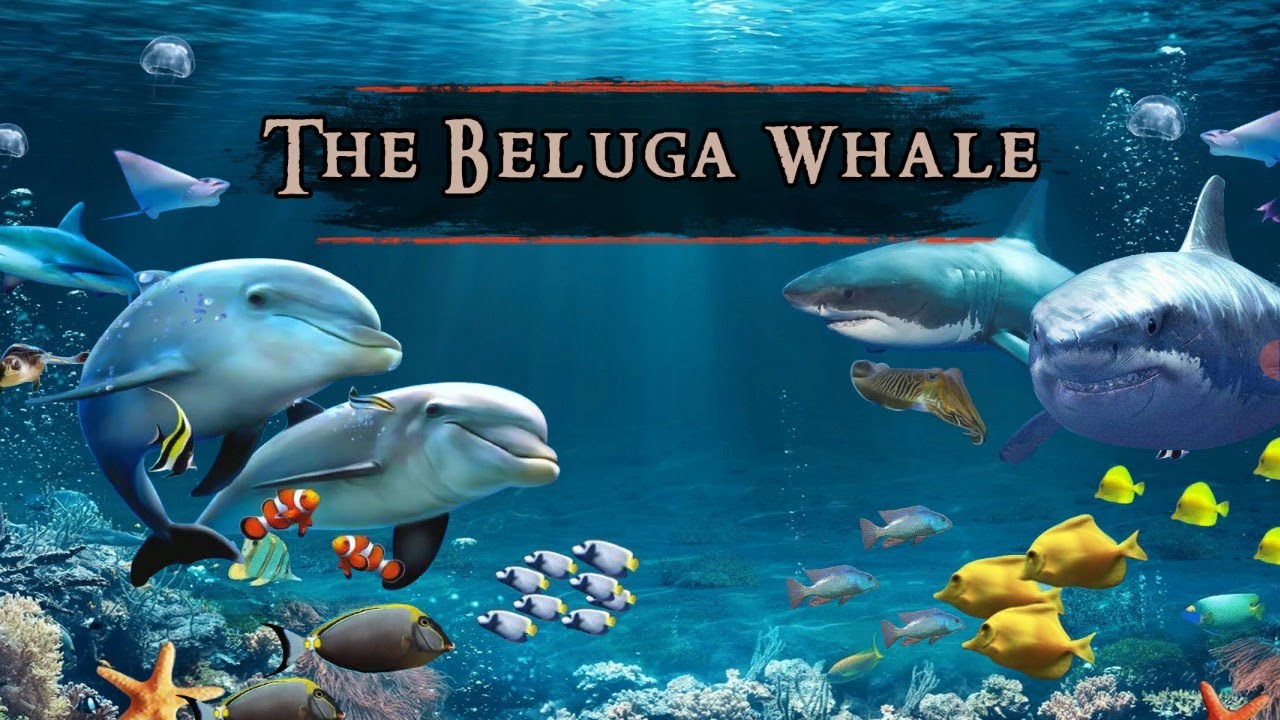 The Baluga Whale |Fish |Animals |Pets