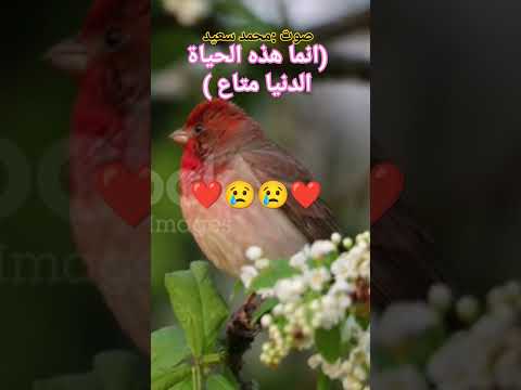 محمد سعيد انما هذه الحياة الدنيا متاع وان الاخرة هي دار القرار قران قران كريم ترند