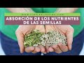 ABSORCIÓN DE LOS NUTRIENTES DE LAS SEMILLAS | Cómo absorber los nutrientes de las semillas