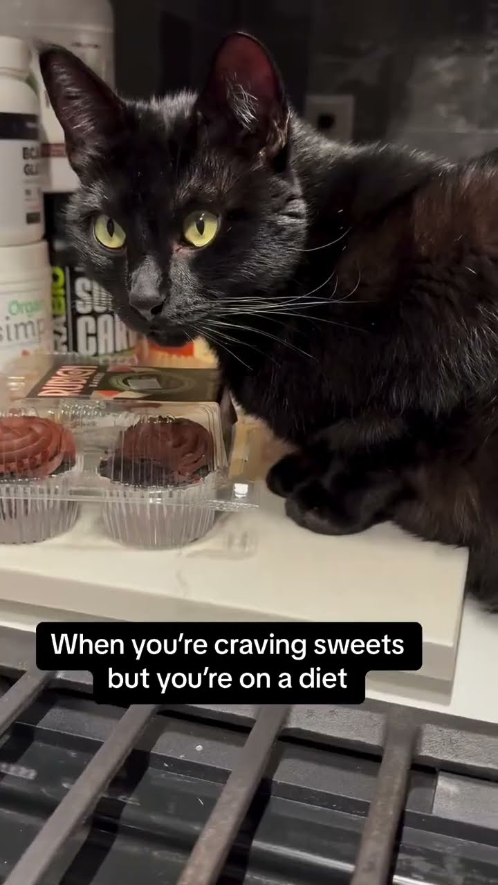 Très drôle le chat  noire ?????????