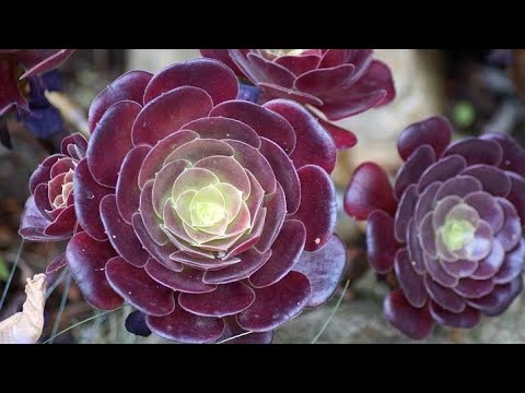 Video: Vodič za početnike za sukulente: Saznajte više o uzgoju sukulentnih biljaka