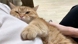 A cat vlog whose only job is to be loved  ✨