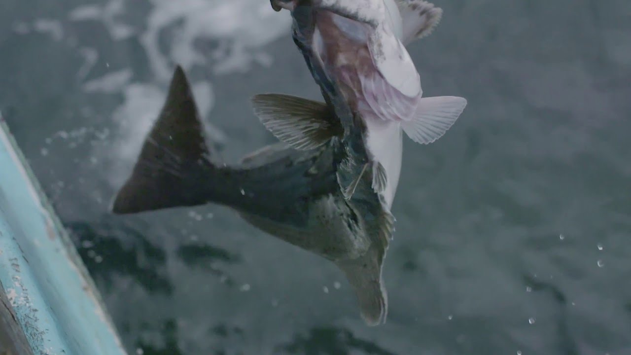 North Atlantic Halibut Fishing in Trout River, Newfoundland YouTube