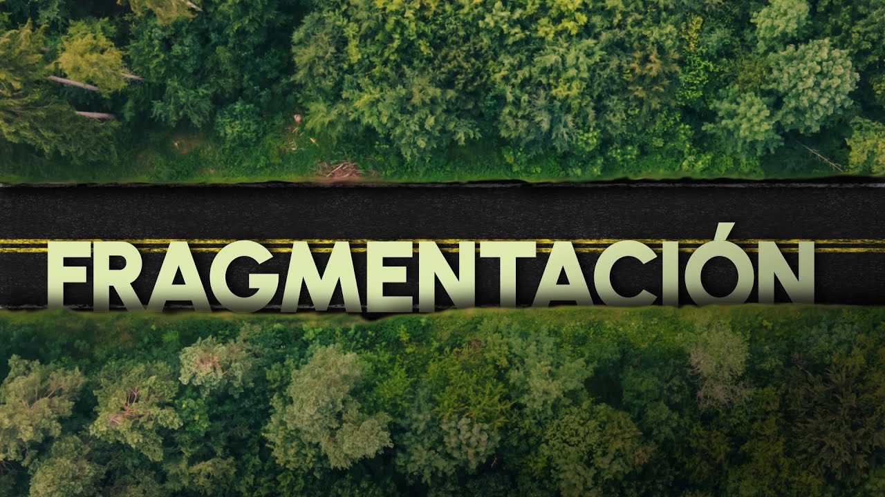Lo que ocurre al DEFORESTAR SÓLO una “LÍNEA” de bosque | Fragmentación del hábitat