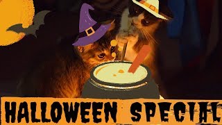 Witchy Kitten Looking Adorable in Halloween Costume - Funny Pet Video!