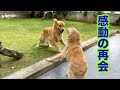 「親子再会」5ヶ月離れた息子に再会できたゴールデンレトリバー母の反応が嬉しくてたまらなかった!