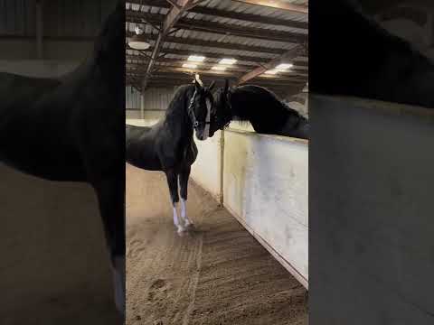 صراع الأفحل Caballo лошадь Whatsappstatus Cheval Wildlife Horse Horselover घ ड