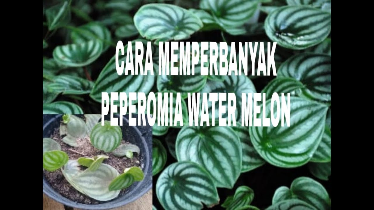 Cara Stek Daun Peperomia Semangka Peperomia Water Melon Youtube Tanaman Semangka Kebun