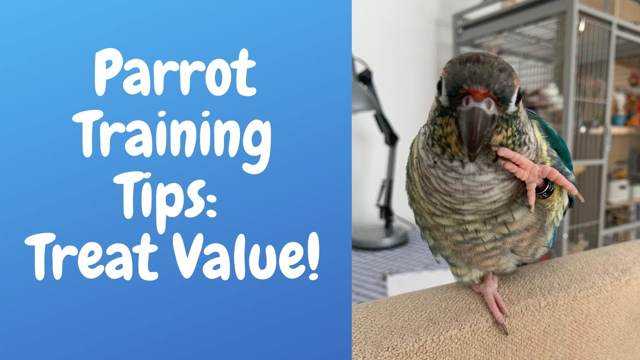 Parrot Training Essentials Treat Value TheParrotTeacher YouTube