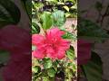 “വേനൽ പകലിൽ നിറഞ്ഞ പൂക്കളുടെ ലോകം 🌺🌿" #youtubeshorts #happiness #flowerlovers #nature #naturelovers