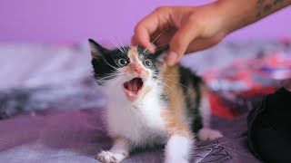 Furious Kitten Will Fight You If You Try To Touch by PawMeow 25,002 views 8 months ago 2 minutes, 26 seconds