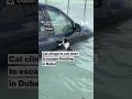 Cat clings to car door to escape flooding in Dubai  | VOA News #shorts