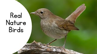 Natural Bird Eating, laledi Real Bird, Deshi birds,indian Bird, khate huye pakshi,deshi pakshi