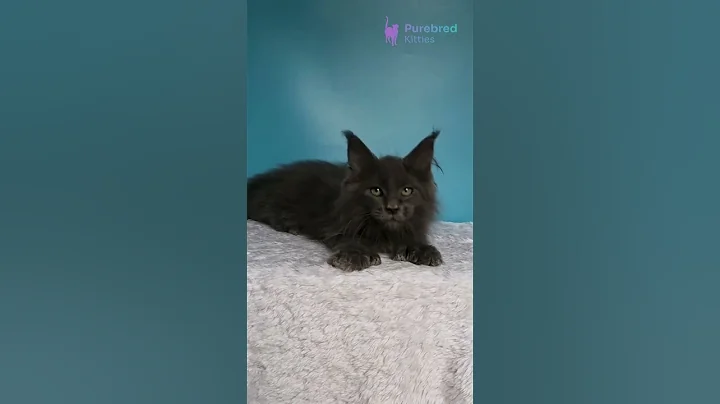 Video 11873591: polydactyl maine coon kitten, blue maine coon kitten, polydactyl boy maine coon, blue eyed maine coon, mainecoon