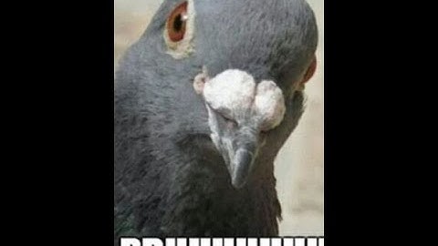 Falconner new art TOMAhawk 21/07/2k20 Tree of Savior