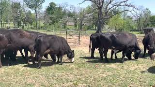 25 Hd of middle age long bred cattle. Take any number. 950 each 25 Hd With 40 Plus Available Solid Mouth And Younger Heavy Breds 950 Each Take Any Number